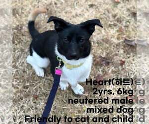 Jack Chi Dogs for adoption in Agoura Hills, CA, USA