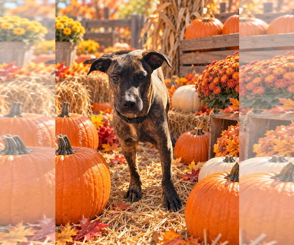 Medium Photo #3 Boxador Puppy For Sale in Southbury, CT, USA
