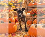 Small Photo #3 Boxador Puppy For Sale in Southbury, CT, USA