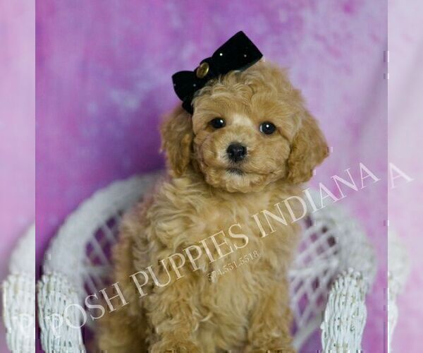 Medium Photo #1 Poodle (Toy) Puppy For Sale in WARSAW, IN, USA