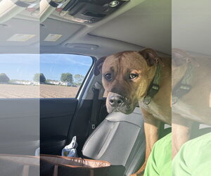 Black Mouth Cur-Unknown Mix Dogs for adoption in Holly Springs, NC, USA
