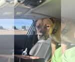 Small Black Mouth Cur Mix