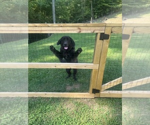 Newfoundland Puppy for sale in PIKEVILLE, KY, USA