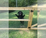 Small Newfoundland