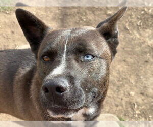 Akita-Siberian Husky Mix Dogs for adoption in Tulsa, OK, USA