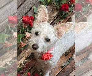 Cairn Terrier-Unknown Mix Dogs for adoption in Phoenix, AZ, USA
