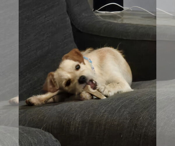 Medium Photo #2 Jack Russell Terrier-Unknown Mix Puppy For Sale in Fort Wayne, IN, USA