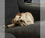 Small #1 Jack Russell Terrier Mix