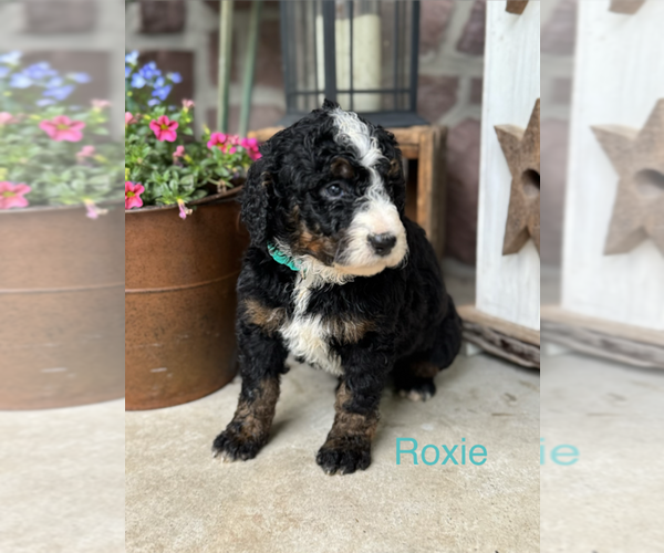 Medium Photo #2 Bernedoodle (Miniature) Puppy For Sale in DENVER, PA, USA