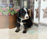 Small #1 Bernedoodle (Miniature)