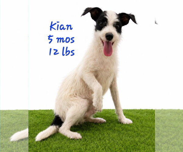 Medium Photo #5 Chihuahua-Unknown Mix Puppy For Sale in Virginia Beach, VA, USA