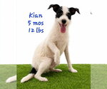 Small #4 Chihuahua Mix