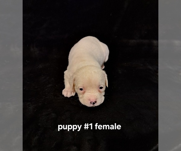 Medium Photo #1 American Bulldog Puppy For Sale in INDEPENDENCE, MO, USA