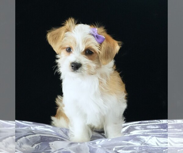 Medium Photo #1 Morkie Puppy For Sale in ROCK VALLEY, IA, USA