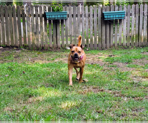 Medium Photo #4 Buggs Puppy For Sale in Garner, NC, USA