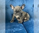 Small #13 French Bulldog