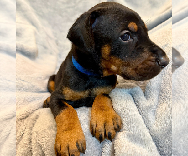 Medium Photo #14 Doberman Pinscher Puppy For Sale in LAKELAND, FL, USA