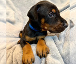 Small #13 Doberman Pinscher