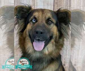Shepradors Dogs for adoption in Kennesaw, GA, USA