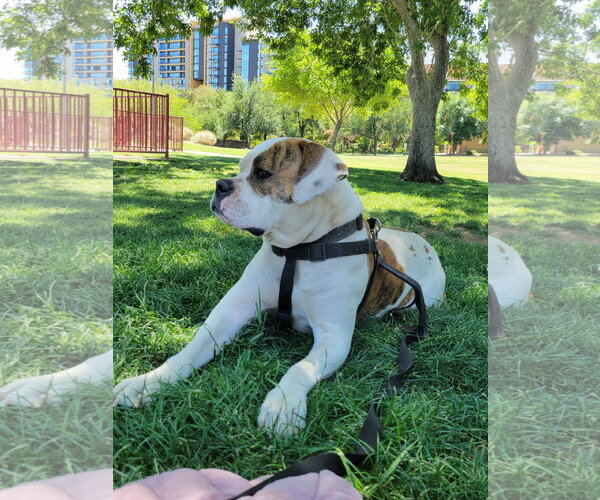 Medium Photo #3 American Pit Bull Terrier-Unknown Mix Puppy For Sale in Chandler, AZ, USA
