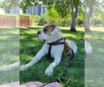 Small #2 American Pit Bull Terrier Mix