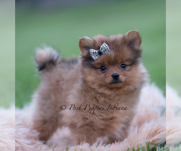 Medium Photo #50 Pomeranian Puppy For Sale in WARSAW, IN, USA
