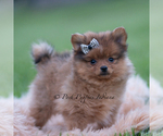 Small Photo #50 Pomeranian Puppy For Sale in WARSAW, IN, USA