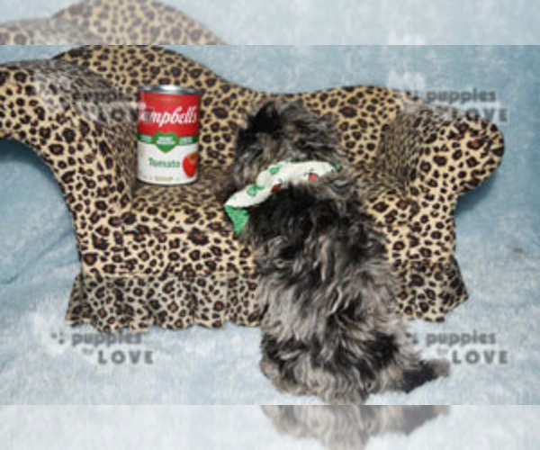 Medium Photo #11 Poodle (Toy) Puppy For Sale in SANGER, TX, USA