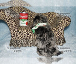 Small Photo #11 Poodle (Toy) Puppy For Sale in SANGER, TX, USA