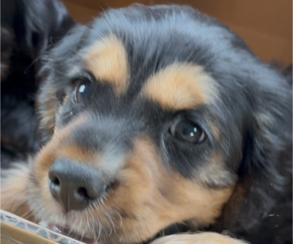 Medium Photo #11 Cocker Spaniel Puppy For Sale in WEST PALM BEACH, FL, USA