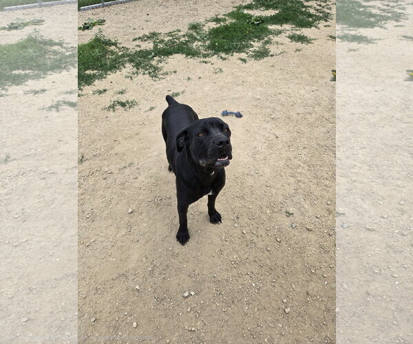 Medium Photo #1 Boxer-Unknown Mix Puppy For Sale in Maquoketa, IA, USA