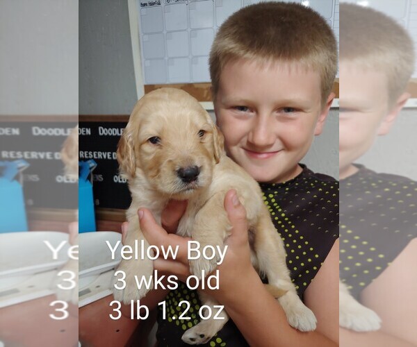 Medium Photo #3 Goldendoodle Puppy For Sale in ODON, IN, USA