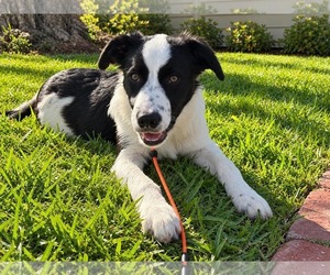 Woody - Male Border Collie Dog for Adoption - Photo #2