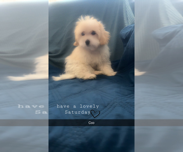 Medium Photo #5 Maltipoo (Miniature) Puppy For Sale in HIGH POINT, NC, USA