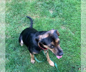 MADDIE - Female Mutt Dog for Adoption - Photo #11