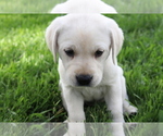 Puppy Lilly Labrador Retriever