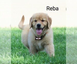 Golden Retriever Puppy for sale in LOYAL, WI, USA