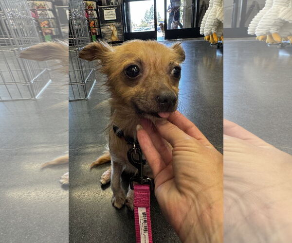 Medium Photo #2 Chihuahua-Unknown Mix Puppy For Sale in Newport Beach, CA, USA