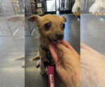 Small #1 Chihuahua Mix