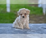 Small #2 Poodle (Toy)
