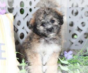 Zuchon Puppy for sale in MOUNT VERNON, OH, USA