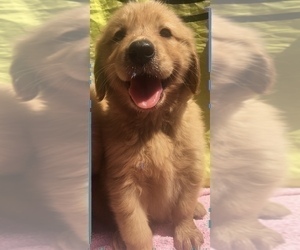 Golden Retriever Puppy for sale in SANTA ANA, CA, USA