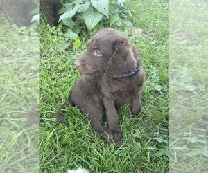 Labradoodle Puppy for sale in NORWICH, NY, USA