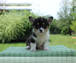 Small Photo #4 Pembroke Welsh Corgi Puppy For Sale in BARNETT, MO, USA
