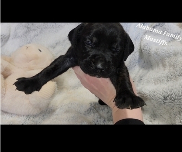 Medium Photo #1 Mastiff Puppy For Sale in NEWTON, AL, USA
