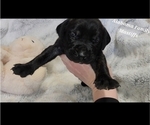 Image preview for Ad Listing. Nickname: AKC Mastiff5
