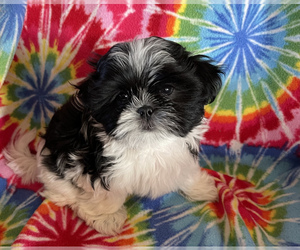 Mal-Shi Puppy for Sale in PLACERVILLE, California USA