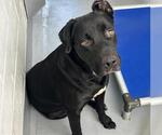 NUBZ - Male Labrador Retriever-Unknown Mix Dog for Adoption - Small photo