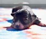 Pocus - Male Miniature Australian Shepherd Puppy for Sale - Photo #4