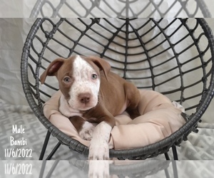 American Bully-American Pit Bull Terrier Mix Puppy for sale in ORLANDO, FL, USA